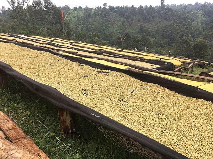 Premium Kenya AA Unroasted Specialty Green Coffee Beans - Single Origin 100% Arabica - Bulk Wholesale Pricing (33 Pound Bag /15kg)