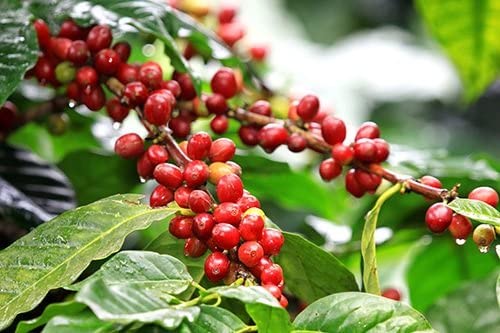 Good Times Coffee Company Colombian Huila Ethiopian Yirgacheffe Costa Rican Tarrazu Green Unroasted Coffee Beans, 3 Pound Variety