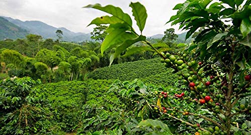 Good Times Coffee Company Indonesia Sumatra Green Unroasted Coffee Beans, 16 Ounce