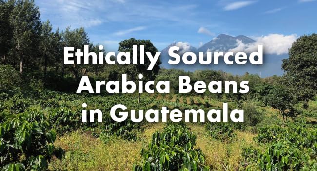 Café Grumpy Guatemala Medium Roast Coffee Organic Single Origin French Press Drip, Medium Grind, for Pour Over, Cold Brew, 12oz Bag