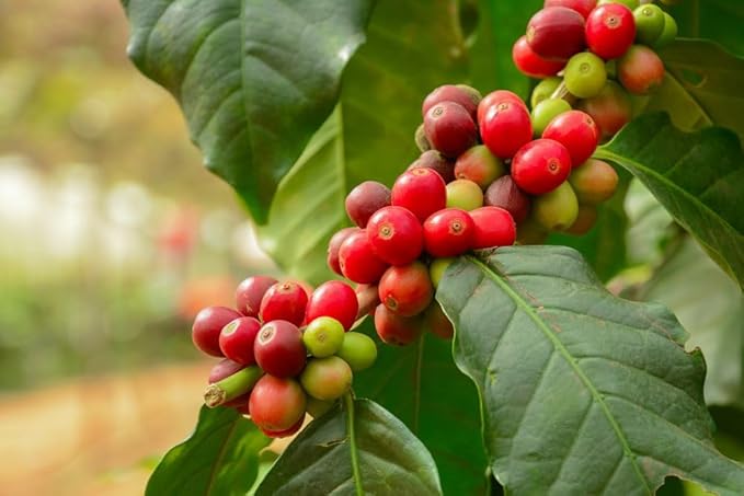 2-Pound Guatemala Antigua, Unroasted Green Arabica Coffee Beans, Fresh Current Crop Specialty Grade, Roast the Beans Yourself at Home on Your Roasting Equipment Prior to Using for Brewing Coffee