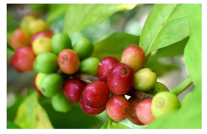 Roastika - Premium Green Coffee Bean - Ethiopia Yirgacheffe - 5lb - Single Origin - Unroasted Coffee Bean
