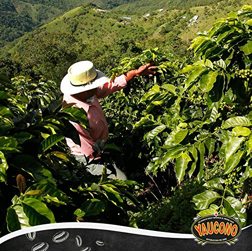 Yaucono Coffee Arabica Medium Roast Ground, Roasted and Bagged in Puerto Rico, 14 Ounce (Pack of 4)