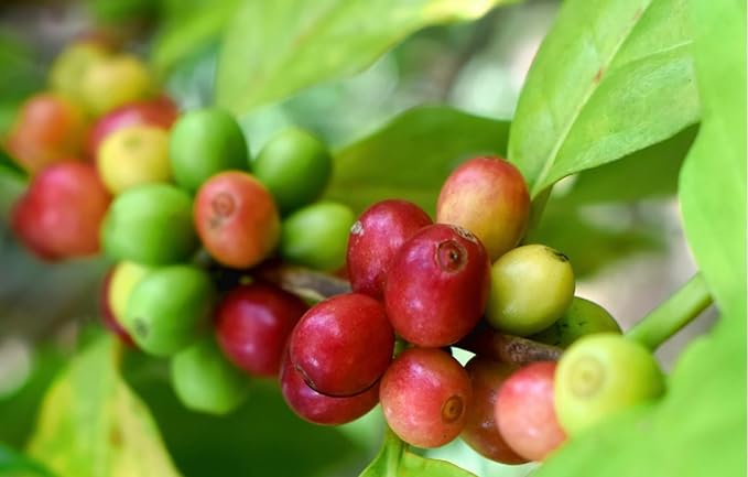 Roastika - Unroasted Coffee Bean - 4lb (pack of 4) - Sampler Pack - FANCY BUNDLE (ETHIOPIA YIRGACHEFFE/INDONESIA SUMATRA/KENYA PLUS AA/TANZANIA PEABERRY KILIMANJARO) Green Coffee Bean