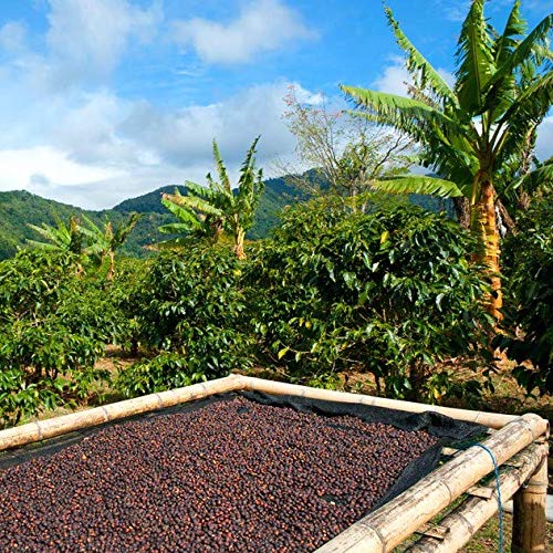 Good Times Coffee Company Indonesia Sumatra Green Unroasted Coffee Beans, 16 Ounce