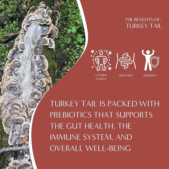 Teeccino Turkey Tail Astragalus Coffee Alternative - Toasted Maple - Adaptogenic Herbal Mushroom Coffee, Medium Roast, Caffeine Free, Prebiotic, Acid Free, All-Purpose Grind - 10 Oz, Pack of 3