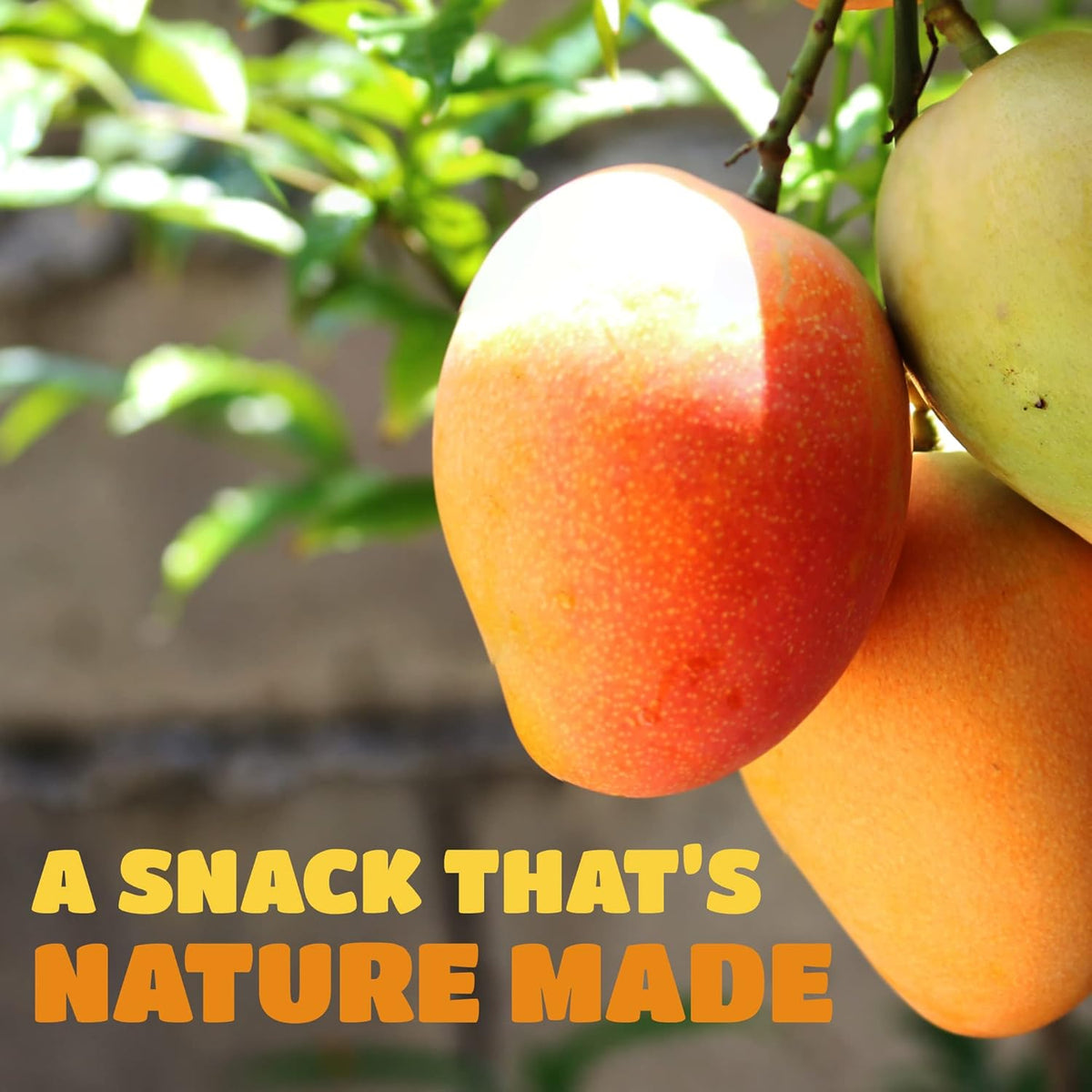 Dried Mango Slices - Delicious Texture Soft & Juicy Low Sugar Added Dried Mango - Naturally Ripened Mangos Dried Fruits - Gluten Free Dry Mangoes Natural Source of Vitamin C, Fiber, 16 oz (16 Single Pack)