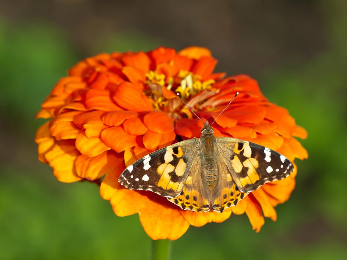 Insect Lore Butterfly Garden Kit with Live Caterpillars – Grow 10 Painted Lady Butterflies - STEM Learning Activity, Habitat with Journal, Stickers, Seeds & Figurines - As Seen on TV