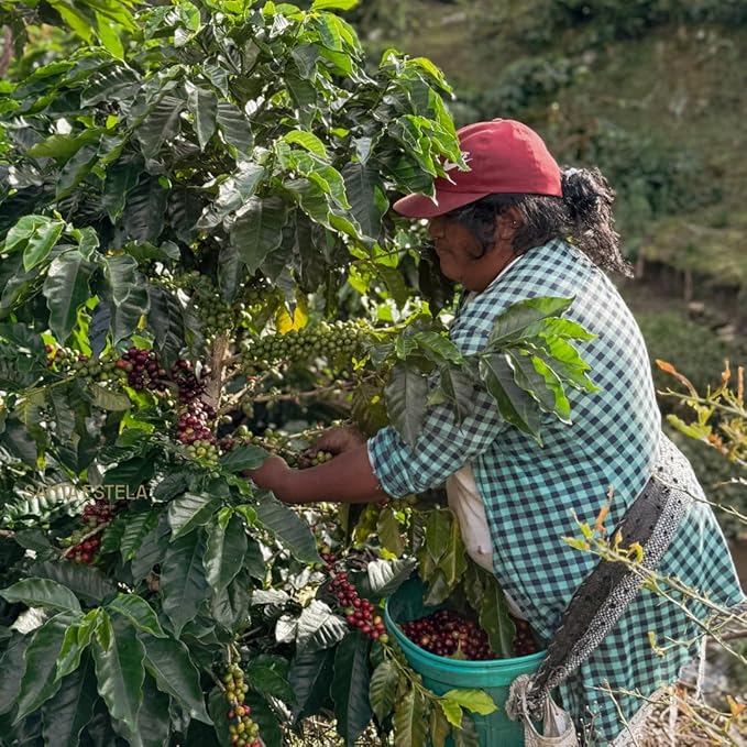 Coffee Adventures Green Unroasted Coffee Beans From Peru - Finca Santa Estela Single Estate Blend - Caturra, Catuaí, Catimor, Typica, Bourbon Blend - Direct Trade Green Coffee Beans for Coffee Roaster | 5 lb