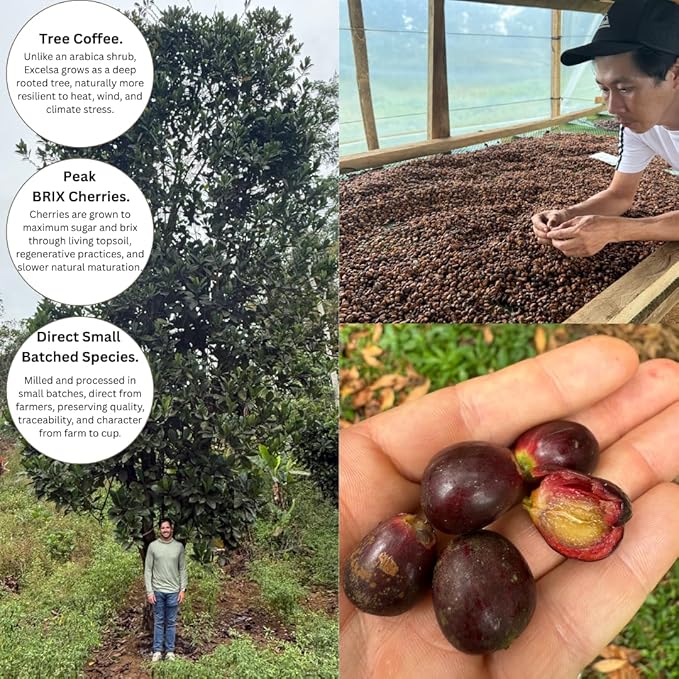 Excelsa Coffee – Vietnam Green Coffee Beans, Unroasted, 5 lbs | Rare Species, Home Roasting, Bright Fruity Flavor, Low Caffeine