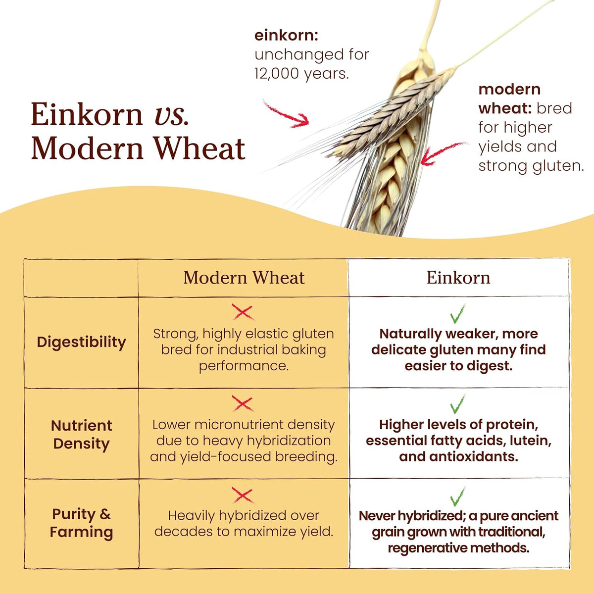 Jovial 32 oz Organic Einkorn Unbleached All Purpose Flour for Sourdough Pizza Pasta European Italian Bread Baking