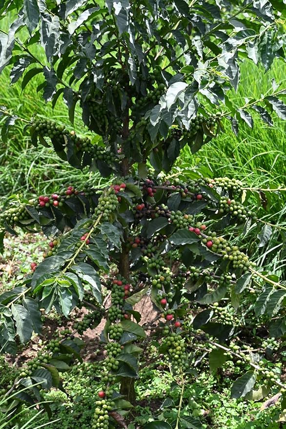 Kenya AA Grade Unroasted Green Arabica Coffee Beans from Kenyan Highlands - 100% Pure Arabica Coffee Beans With Optimal Flavor Freshness - Handpicked, Washed & Sun Dried - 10 LB