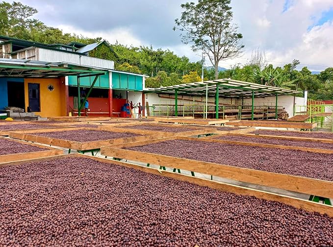 Guatemala Unroasted Natural Specialty Green Coffee Beans - Single Origin 100% Arabica - Bulk Wholesale Pricing (10 Pound Bag /4.5kg)