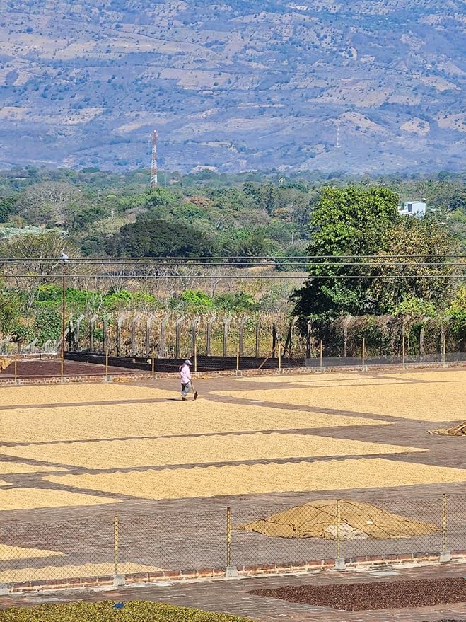 Tesoros Del Pais Green Unroasted Coffee Beans Ahuachapan, El Salvador Single Estate High Elevation (Wet Milled, 5 lb)