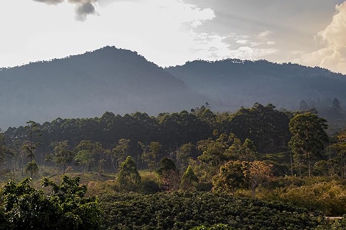 Coffee Adventures Green Unroasted Coffee Beans From Peru - Finca Santa Estela Single Estate Blend - Caturra, Catuaí, Catimor, Typica, Bourbon Blend - Direct Trade Green Coffee Beans for Coffee Roaster | 5 lb