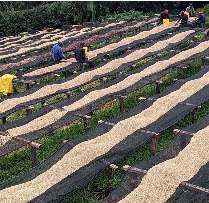 Premium Ethiopia Unroasted Specialty Green Coffee Beans - Single Origin 100% Arabica - Bulk Wholesale Pricing (66 Pound Bag /30kg)