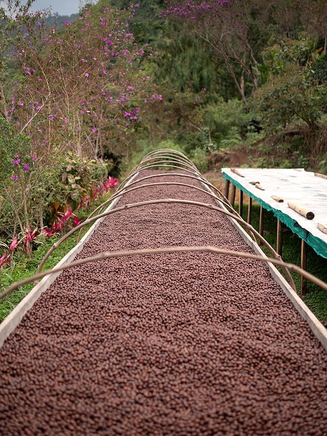 Premium Peru Unroasted Specialty Green Coffee Beans - Single Origin 100% Arabica - Bulk Wholesale Pricing (10 Pound Bag /4.5kg)
